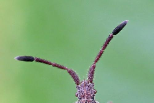 Coriomeris denticulatus
